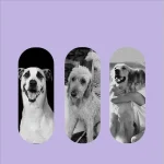 100ML Flea & Tick Spray for Dogs Cats