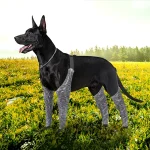 Dog Outdoor Boxer Shorts High Elasticity