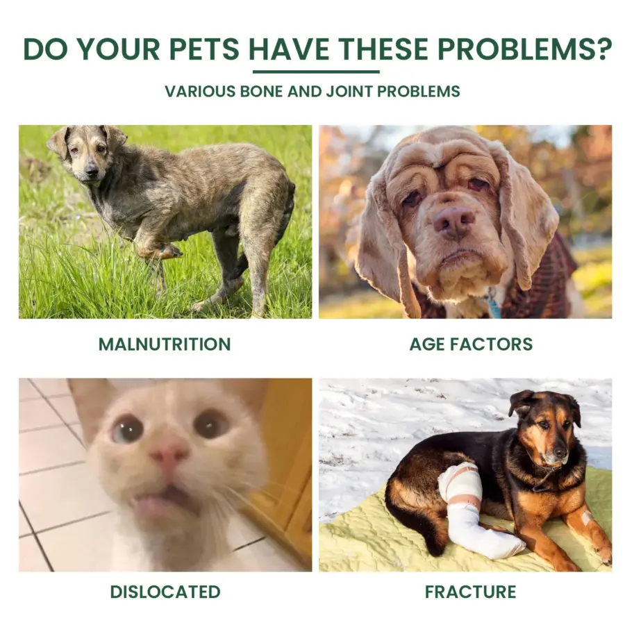 Pet Joint Repair Drops Dog Cat Bone Deformity ArthritisHealing Drops Puppy Kitten Body Joint Soreness Muscle Relief Care Agent - Image 6