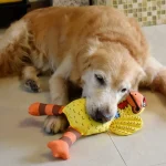 Dog Squeaky Chicken Toy