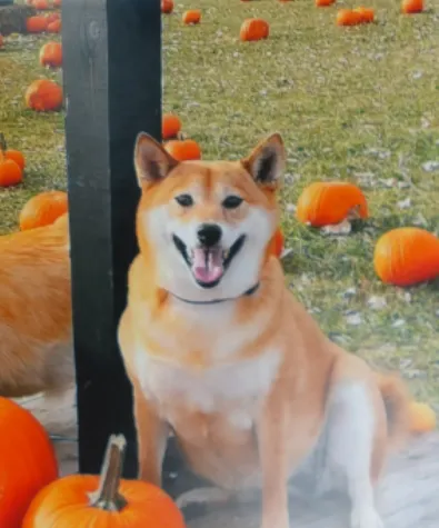 Mochi the Shiba Inu Got a 3D Custom Ornament photo