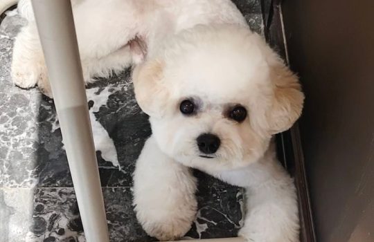 handmade-custom-bichon-pet-keychain-detail-craft-shot