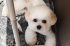 handmade-custom-bichon-pet-keychain-detail-craft-shot