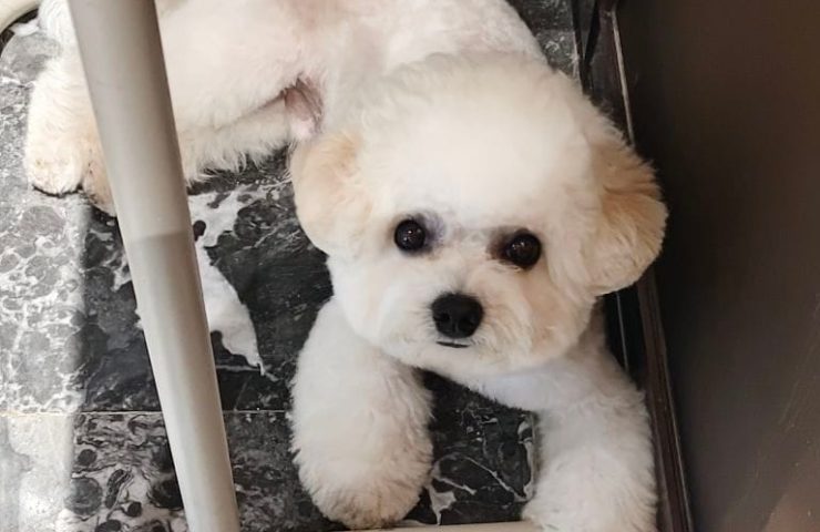 handmade-custom-bichon-pet-keychain-detail-craft-shot