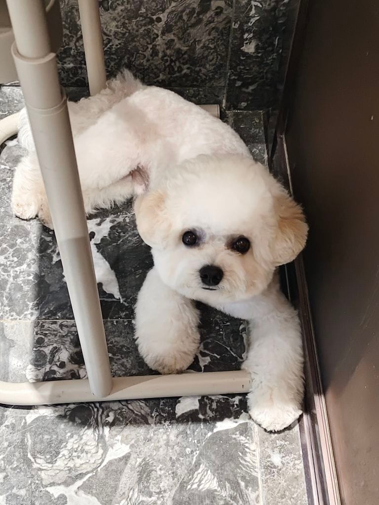 handmade-custom-bichon-pet-keychain-detail-craft-shot